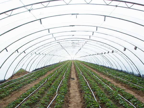 温室大棚建设问题：如何解决遮阳问题